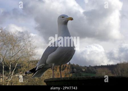 Single, adulte Europäische Heringsmull - Larus argentatus. Aufgenommen Am 2023. März. Zyl Stockfoto