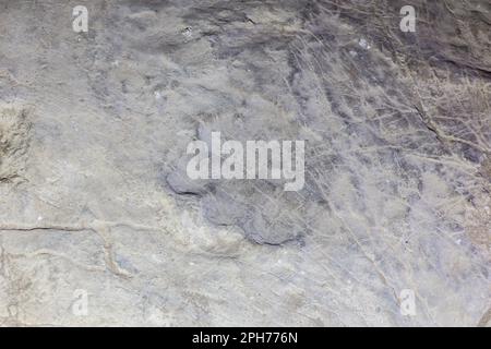 Gut erhaltene versteinerte Pflanzenfresser-Dinosaurier-Fußabdrücke auf einem Felsen im Sataplia Strong Nature Reserve, Georgia. Stockfoto
