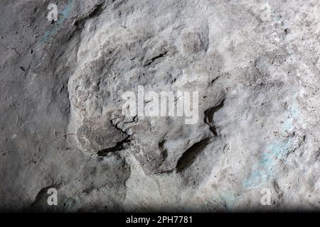Gut erhaltene versteinerte Pflanzenfresser-Dinosaurier-Fußabdrücke auf einem Felsen im Sataplia Strong Nature Reserve, Georgia. Stockfoto