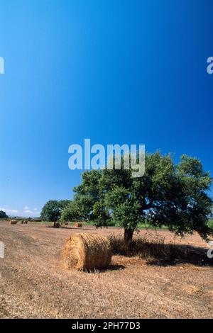 Heu rollt auf einem Feld Hay rollt auf einem Feld Sassari, Sardinien Stockfoto