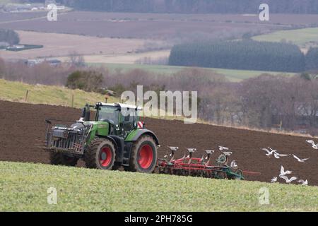 Möwen folgen einem Fendt Tractor & Kverneland Reversible Plough beim Pflügen in Gründung (Vetch) im Frühling Stockfoto