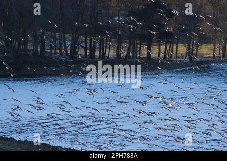 Eine große Schar rosafarbener Gänse (Anser Brachyrhynchus) landet auf einem schneebedeckten, gepflügten Feld mit ihren rosafarbenen Füßen im Sonnenlicht Stockfoto