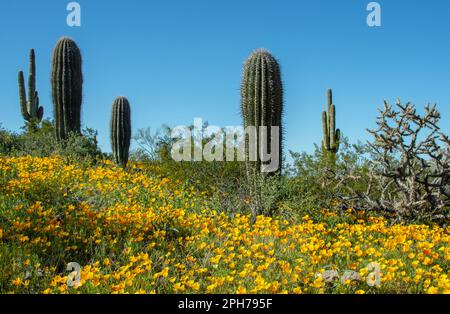 Kalifornischer Mohn (Eschscholzia californica) und Saguarokacti (Carnegiea gigantea) Stockfoto