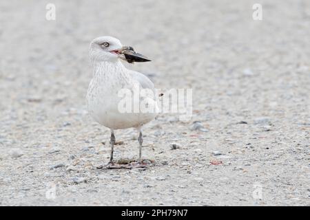 Amerikanische Heringsmaulmöwe (Larus argentatus smithsonianus) mit Muschel, Edwin B. Forsythe National Wildlife Refuge, New Jersey, USA Stockfoto