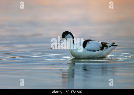 Rattenfänger Avocet (Recurvirostra avosetta) Futtersuche in Wasser, Niederlande Stockfoto