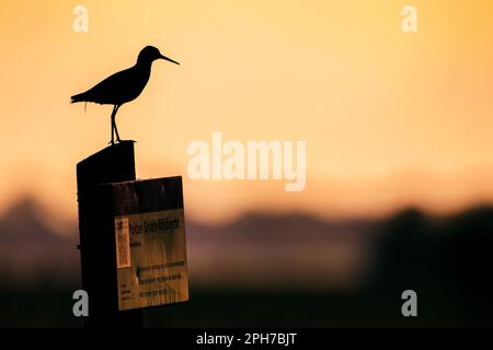 Rotschenkel (Tringa totanus) an der Stange, Niederlande Stockfoto