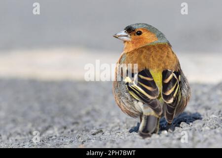 Chaffinch (Fringilla coelebs) Male, Niederlande Stockfoto