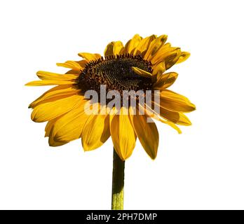 Gelbe Sonnenblume (Helianthus annuus, Asteraceae), isoliert auf weißem Hintergrund. Objekt mit Beschneidungspfad. Stockfoto