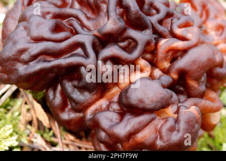 Nahaufnahme der eigenartigen Falten in der Kappe des tödlichen Giftpilzes False Morel, Gyromitra esculenta Stockfoto