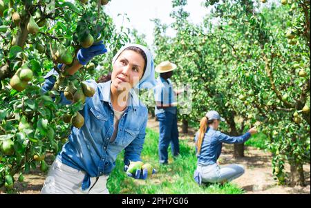 Bäuerin pflückt reife Birnen im Obstgarten Stockfoto