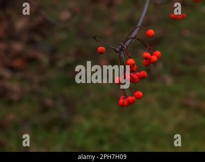 Im Spätherbst auf einem Zweig rote Aschevorkommen. Rote Rowan-Beeren vor blauem Himmel. Lateinische Bezeichnung Sorbus aucuparia L. Stockfoto