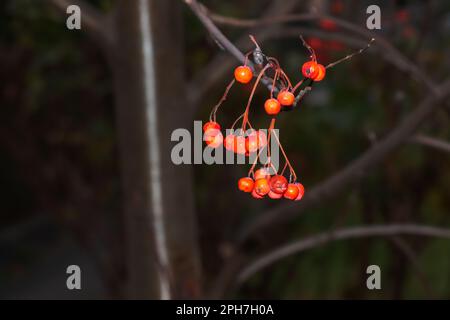 Im Spätherbst auf einem Zweig rote Aschevorkommen. Rote Rowan-Beeren vor blauem Himmel. Lateinische Bezeichnung Sorbus aucuparia L. Stockfoto