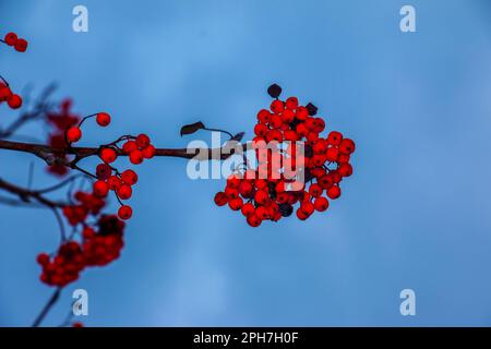 Im Spätherbst auf einem Zweig rote Aschevorkommen. Rote Rowan-Beeren vor blauem Himmel. Lateinische Bezeichnung Sorbus aucuparia L. Stockfoto