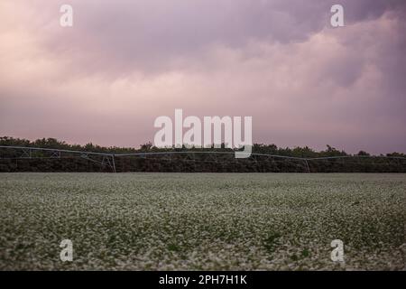 Bewässerungsfeld des landwirtschaftlichen Bewässerungssystems mit blühendem Buchweizen und Wolken am Himmel. Automatische maschinelle Bewässerung von Sprossen, grünen Pflanzen. Drehpunkt Stockfoto