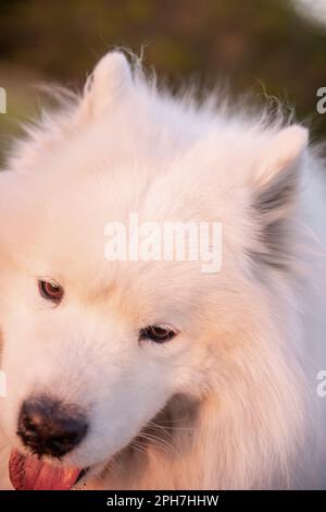 Sehr großes Nahporträt von weißem flauschigem Samoyed. Der Hund lächelt mit ausgestreckter Zunge. Fürsorge, Liebe, Reisen mit Haustieren Stockfoto