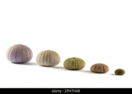 Verschiedene leere, trockene, knochenlose Seeigel unterschiedlicher Größe, isoliert auf weißem Hintergrund. Stockfoto