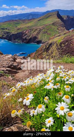 Malerischer Blick auf Ponta de Sao Lourenco (Punkt von Saint Lawrence) vom Touristenpfad mit Kamillenblumen im Vordergrund. Stadt Canical, m Stockfoto