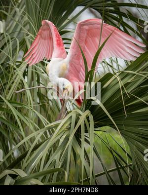 Ein Rosenlöffel, der ein Nest macht. Stockfoto