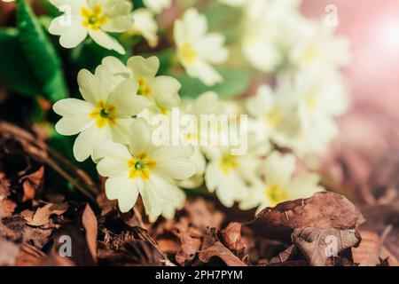 Gelbe Primrose Primula vulgaris Blume im Sonnenlicht, Nahaufnahme. Stockfoto