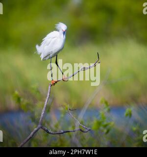 Schneebedeckter Egret, der auf einem Ast sitzt und auf den grünen Hintergrund der Kamera blickt Stockfoto