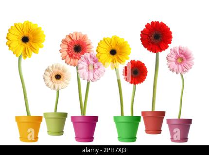 Set aus bunten blühenden Gerbera-Blumen in Töpfen auf weißem Hintergrund Stockfoto