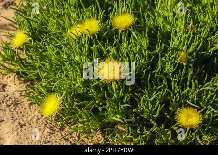 Schweinewurzel (Conicosia pugioniformis), eine saftige Pflanze in der Eispflanzenfamilie, blüht mit leuchtend gelben Blumen, Sanddünen, Kalifornien Stockfoto