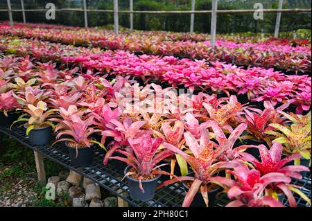 Bromelienbaum, Bromeliengarten bunt mit Blättern Bromelienblumen blühen in Baumschulen Bauernhof Pflanzen Grünhaus Hintergrund - Aechmea fasciata Stockfoto