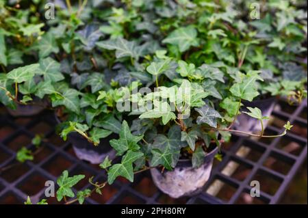 Gewhnliche Efeu-Pflanze wchst auf Topf in Gewchshaus, europischer Efeu,  englischer Efeu oder grner Efeu (Hedera Helix) - Baum-Zierpflanze  reduziert Kohlenstoff Stockfotografie - Alamy