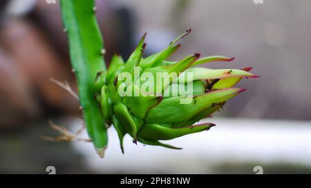 Junges Drachenobst ist grün am Ende Eines Baumstängels, im Dorf Belo Laut während des Tages Stockfoto
