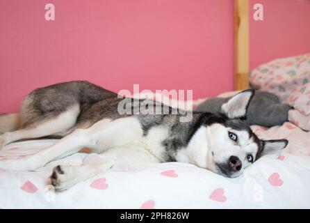 Sibirian Husky schläft in einem Bett in einem Kinderzimmer Stockfoto
