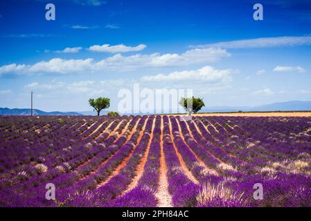 Zwei Bäume auf Lavendelfeldern Stockfoto