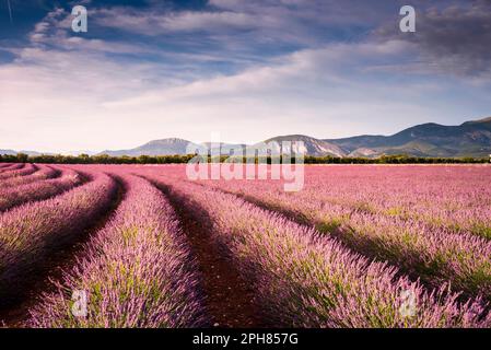 Gekrümmte Lavendelreihen bei Sonnenuntergang auf dem Valensole Plateau Stockfoto