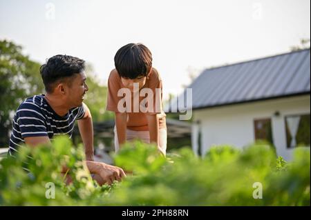 Ein fürsorglicher und glücklicher asiatischer Vater brachte seinem Sohn bei, wie er grüne Salate auf der Plantage sammelt oder erntet. Stockfoto