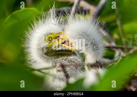 Delray Beach, USA. 26. März 2023. Neu geschlüpfte Baby Egrets in einem Nest in den Wakodahatchee Wetlands in Delray Beach, Florida, am 26. März 2023. Die Feuchtgebiete ziehen Naturliebhaber und Naturfotografen an und beherbergen mehr als 140 Vogelarten und eine Vielzahl anderer Wildtiere. (Foto: Ronen Tivony/Sipa USA) *** Bitte verwenden Sie den Kredit aus dem Feld „Credit“ *** Kredit: SIPA USA/Alamy Live News Stockfoto