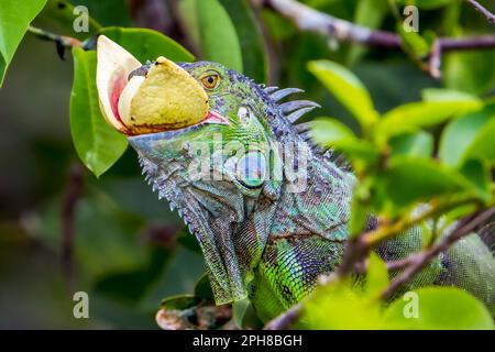 Delray Beach, USA. 26. März 2023. Ein Leguan isst am 26. März 2023 in den Wakodahatchee Wetlands in Delray Beach, Florida, Früchte. Die Feuchtgebiete ziehen Naturliebhaber und Naturfotografen an und beherbergen mehr als 140 Vogelarten und eine Vielzahl anderer Wildtiere. (Foto: Ronen Tivony/Sipa USA) *** Bitte verwenden Sie den Kredit aus dem Feld „Credit“ *** Kredit: SIPA USA/Alamy Live News Stockfoto