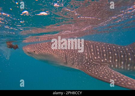 Nahaufnahme eines Walhais in Oslob auf den philippinen, der Walhai reflektiert auf der Wasseroberfläche. Stockfoto