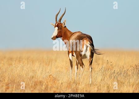 Eine Blesbok-Antilope (Damaliscus pygargus), die im Grasland, Mountain Zebra National Park, Südafrika, steht Stockfoto