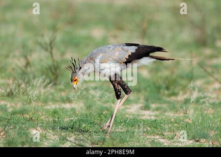 Ein Sekretärvogel (Sagittarius serpentarius), der im natürlichen Lebensraum Südafrikas jagt Stockfoto