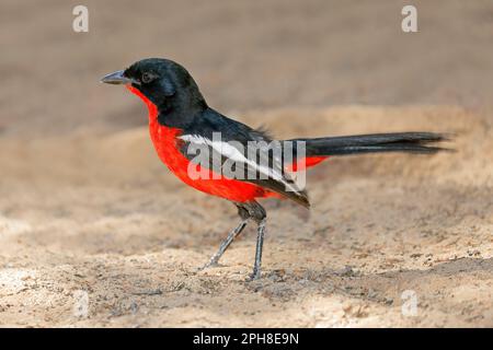 Farbenfroher purpurpurfarbener Krabben (Laniarius atrococcineus), Kalahari-Wüste, Südafrika Stockfoto