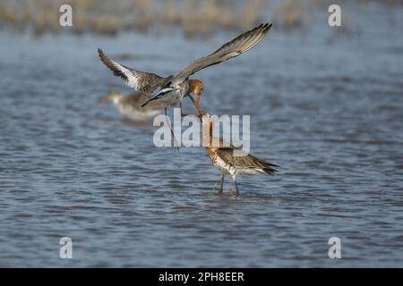 Ein Paar Schwarzschwanzgötter Limosa limosa kämpft in einem Küstenreservat in North Norfolk in Cley, Großbritannien Stockfoto