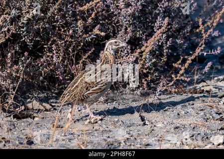Gemeine Wachtel oder Coturnix coturnix oder Europäische Wachtel in Rann of Kutch in Rajasthan, Indien Stockfoto