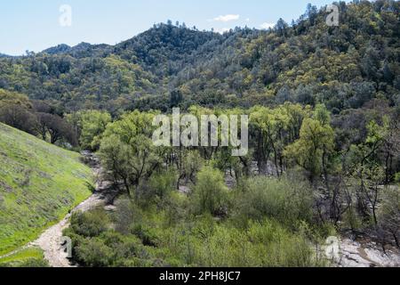 Die üppigen Hügel des Diablo Foothills Regional Park in Kalifornien im Frühling, wenn die Hügel und Landschaft grün und grün werden. Stockfoto