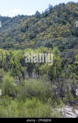 Die üppigen Hügel des Diablo Foothills Regional Park in Kalifornien im Frühling, wenn die Hügel und Landschaft grün und grün werden. Stockfoto