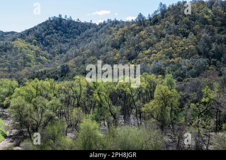 Die üppigen Hügel des Diablo Foothills Regional Park in Kalifornien im Frühling, wenn die Hügel und Landschaft grün und grün werden. Stockfoto