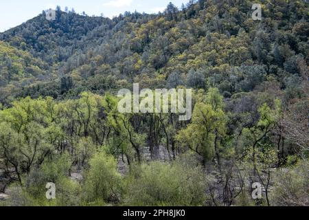 Die üppigen Hügel des Diablo Foothills Regional Park in Kalifornien im Frühling, wenn die Hügel und Landschaft grün und grün werden. Stockfoto