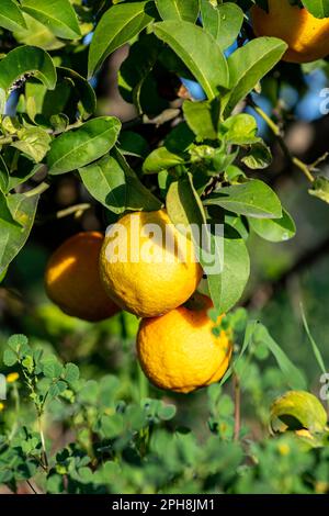 Reife Orangenfrüchte inmitten grüner Blätter nahe an einem Ast Stockfoto
