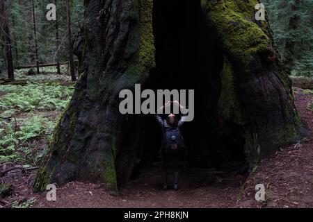 Eine Wanderer, die im Fuße eines Küstenmammutbaums, Sequoia sempervirens, Baumstamm steht und nach oben schaut, ist im Vergleich dazu sehr klein. Stockfoto