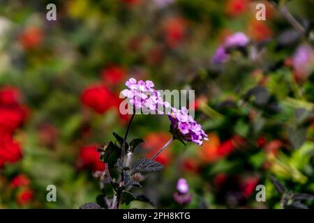 Bunte Blumen Lantana Pflanzen Nahaufnahme auf unscharfem Hintergrund. Selektiver Fokus Stockfoto