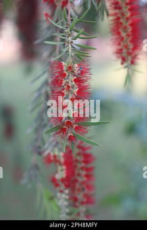 Spring Blossom Hintergrund. Schöne Natur Szene mit blühenden Baum und Sonne Flare. Sonnigen Tag. Frühling Blumen. Schönen Obstgarten. Abstrakte verschwommen Stockfoto