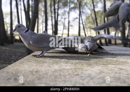 Details der Wildvögel, die in der Natur fressen, Fauna Stockfoto